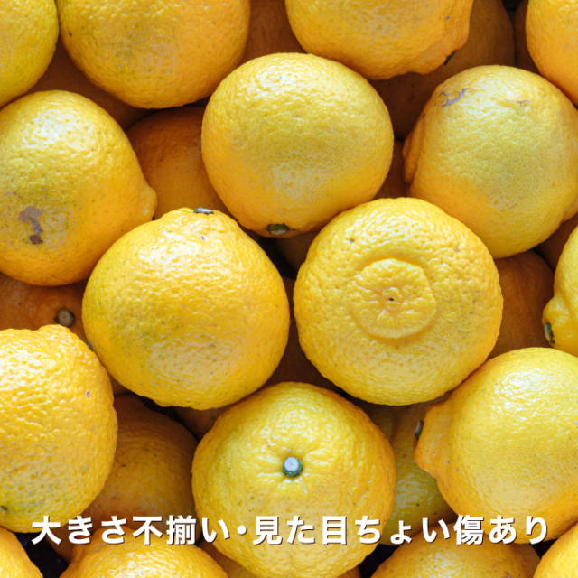 ういよばーば　愛媛県産　はるか　柑橘　5kg 愛媛県産 はるか 柑橘 5kg - メルカリ