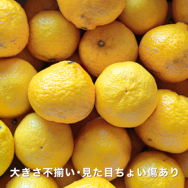 訳あり媛小春イメージ