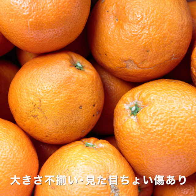 訳ありいよかんイメージ