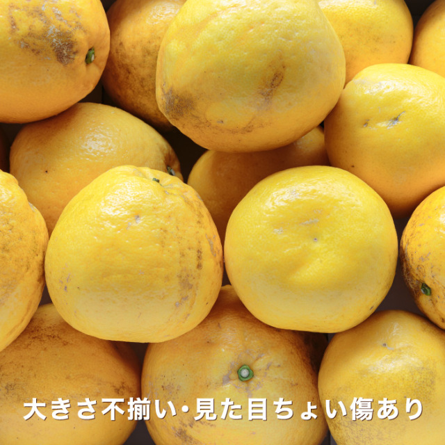 商品イメージ
