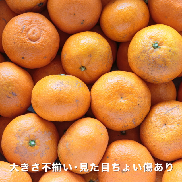愛媛県産　なつみ　柑橘　　15kg 初夏の柑橘では珍しい手でむいて食べられる「なつみ」を愛媛