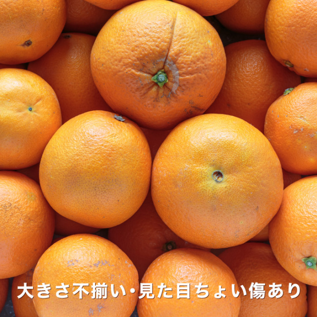 訳ありネーブルイメージ