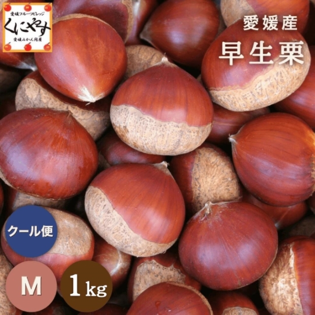 早生栗