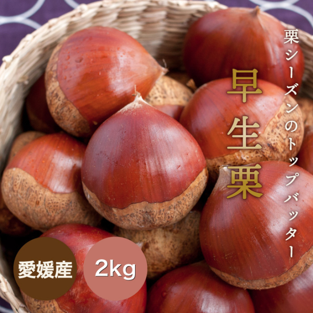 早生栗