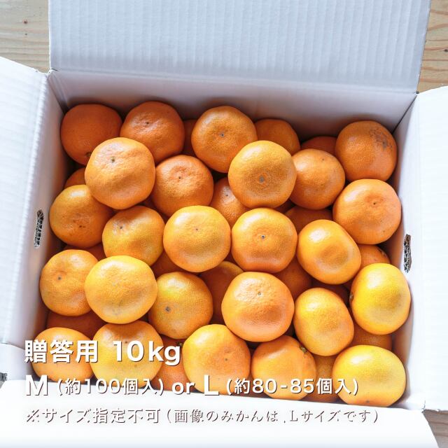 愛媛県西宇和産極早生みかん 贈答用10kg
