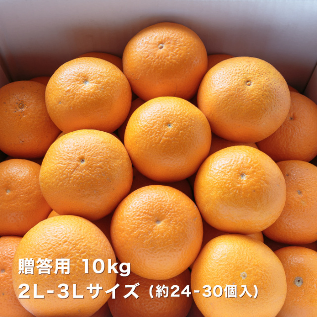贈答清見10kg