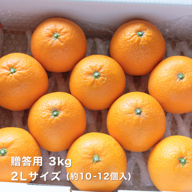 贈答清見3kg