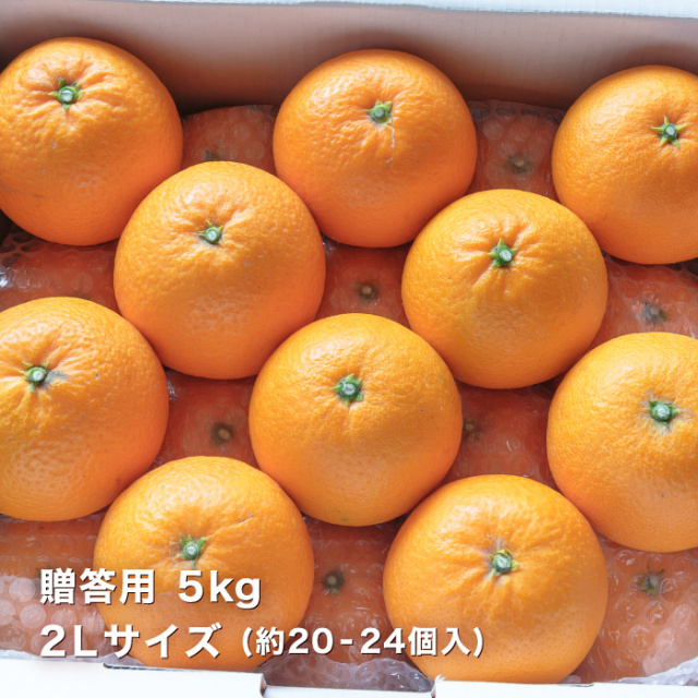 贈答清見5kg