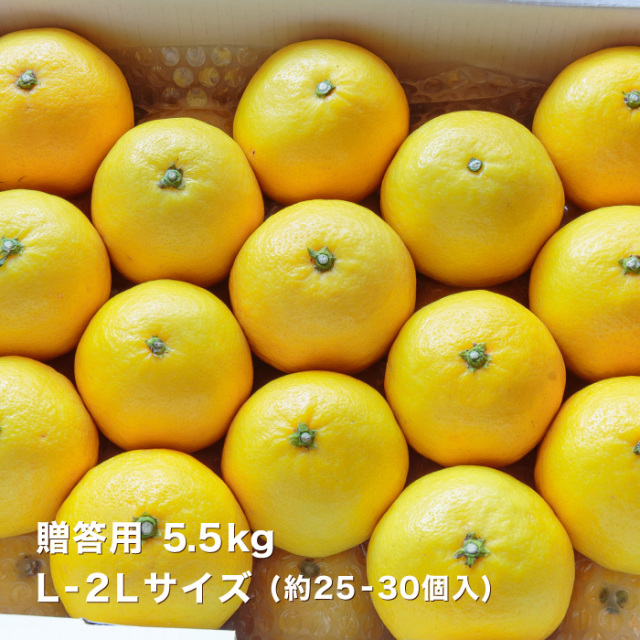 みゅう　904545サマーセール品 新天町店】新天町サマーセール開催！ – BONFUKAYA