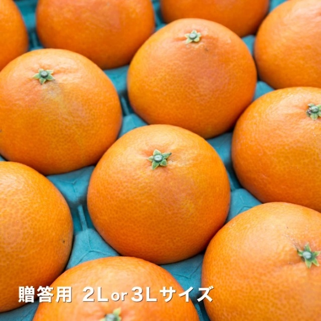 贈答まどんな5kgイメージ