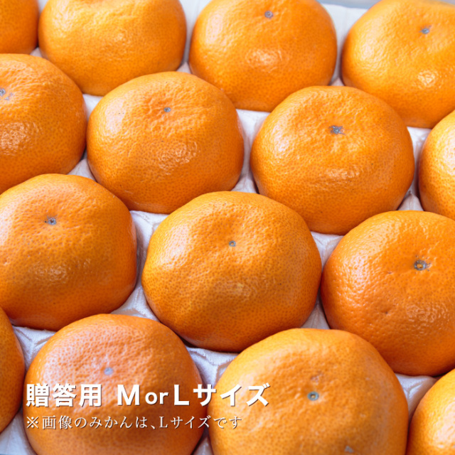 贈答みかんイメージ