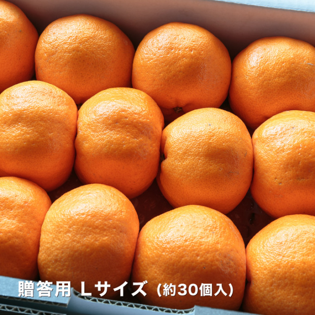 贈答ポンカンイメージ