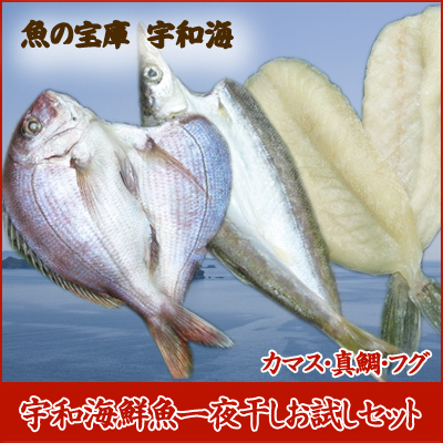【送料無料】【ギフト】 【産地直送】【天然魚】宇和海朝獲れ鮮魚の一夜干しお試し3枚セット「カマス・真鯛・フグ」【鮮度抜群CAS冷凍品】