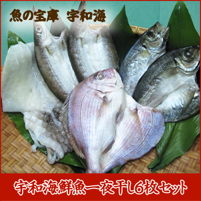 【送料無料】【ギフト】 【産地直送】【天然魚】宇和海朝獲れ鮮魚の「一夜干し6枚セット」【鮮度抜群CAS冷凍品】（真鯛1枚、カマス2枚、釣アジ2枚、スミイカ1枚)