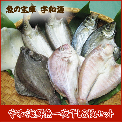 【送料無料】【ギフト】 【産地直送】【天然魚】宇和海朝獲れ鮮魚の「一夜干し8枚セット」【鮮度抜群CAS冷凍品】（真鯛1枚、メイタカレイ1枚、アマダイ1枚、カマス2枚、釣アジ2枚、スミイカ1枚)