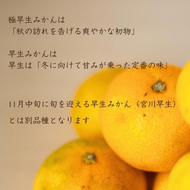 愛媛県西宇和産極早生みかん 訳あり10kg