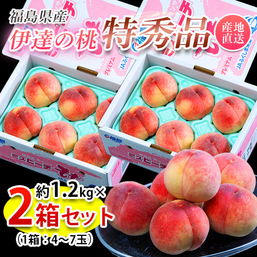 【お中元】【送料無料】【ギフト】【産地直送】福島産 伊達の桃 特秀品 約2.4kg 8～14玉入り (約1.2kg×2箱)「福島産もも2.4kg」