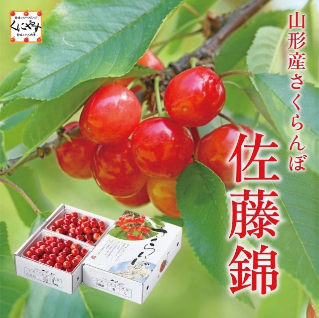 佐藤錦500