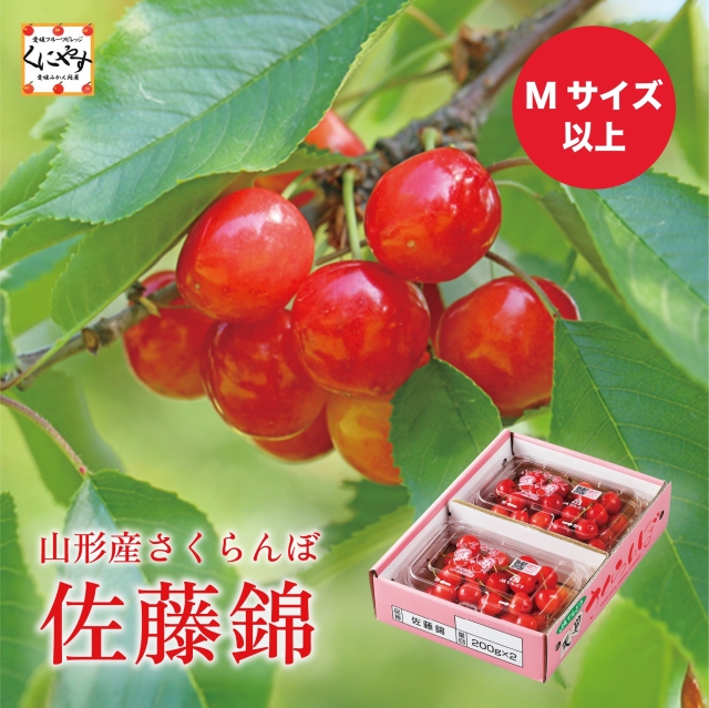 佐藤錦180