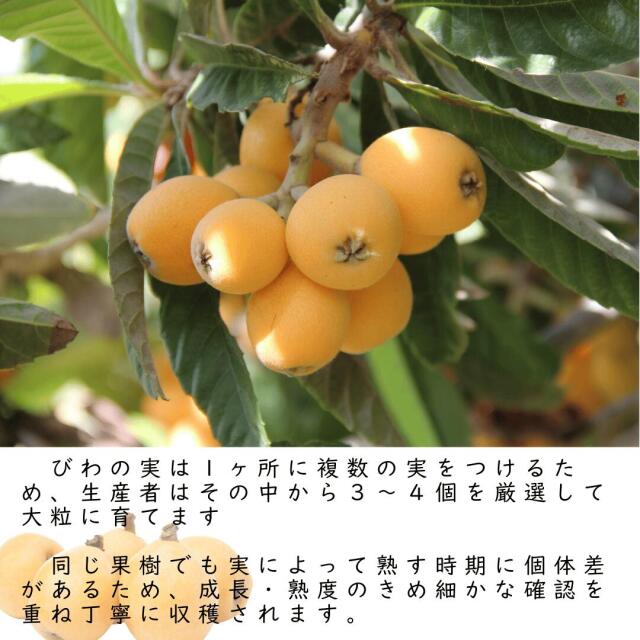長崎産びわ