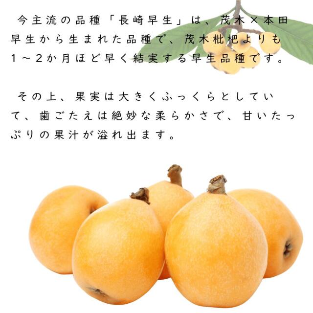 長崎産びわ