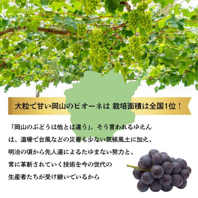 岡山産ピオーネ・シャイン