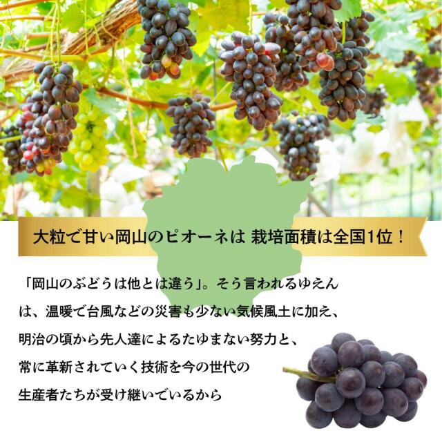 岡山産ピオーネ