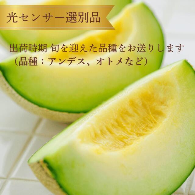 糖度14度以上の厳選された茨城県旭村産の青肉メロン出荷中！
