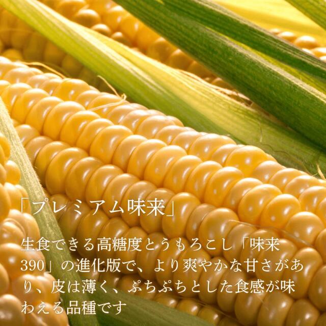 平田農場のとうもろこし