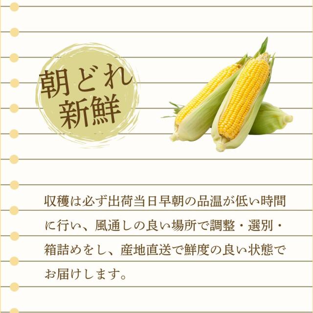 平田農場のとうもろこし