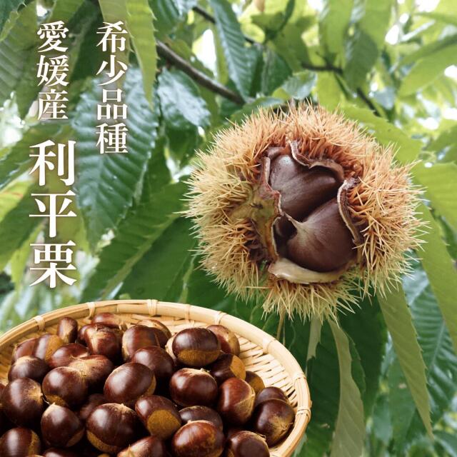 4cm以上の大粒入り 栗 3 L 10kg 栗 4cm以上の大粒入り 栗 3 L 10kg 栗 - メルカリ