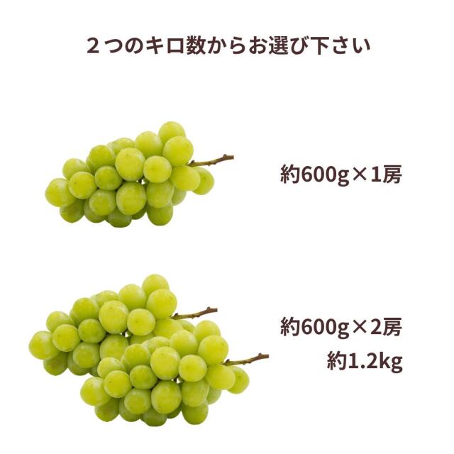 晴王』と呼ばれる岡山産のシャインマスカットから訳あり品が新登場！