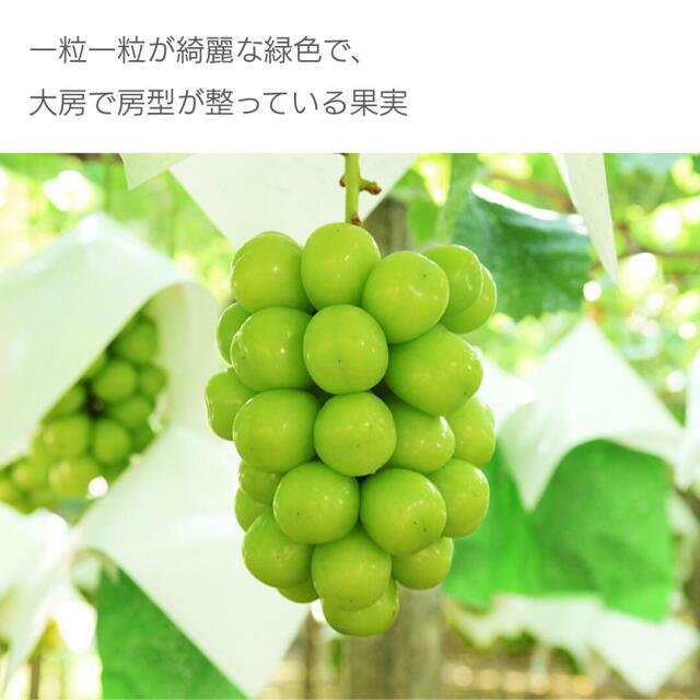 山梨産シャインマスカット