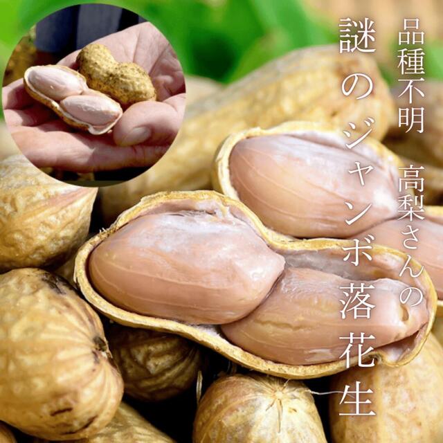 千葉県産・品種不明！？偶然誕生した謎のジャンボ落花生が新登場