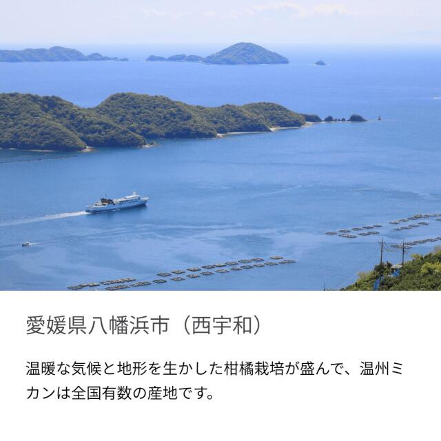 ファミリー用みかん