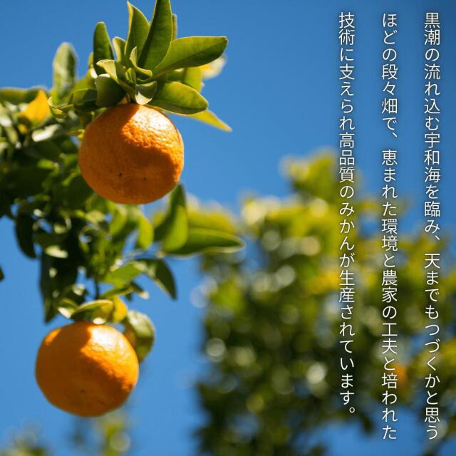 柑橘王国・愛媛県から産地直送！豊かな香りとしっかりとした甘みが特徴