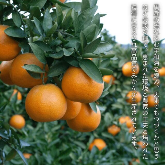 伊予柑の横綱と呼ばれる「宮内いよかん」をたっぷり大容量にして愛媛