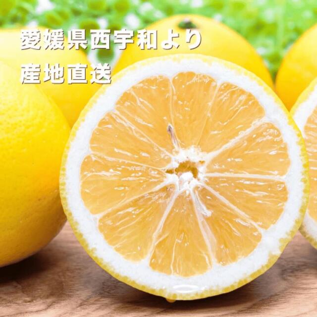 まずは少量から試したい方におすすめ！愛媛西宇和産のニューサマー