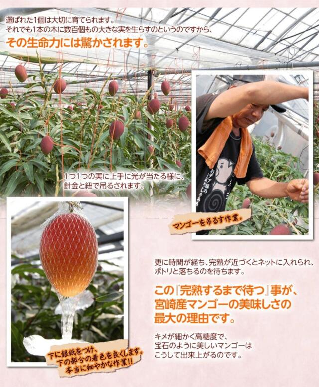 みやざき完熟マンゴー