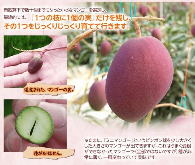 みやざき完熟マンゴー