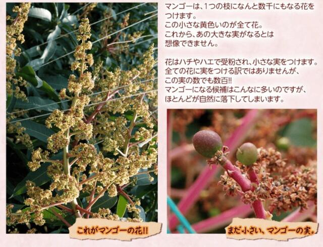 みやざき完熟マンゴー