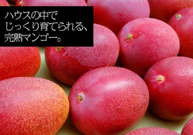 みやざき完熟マンゴー