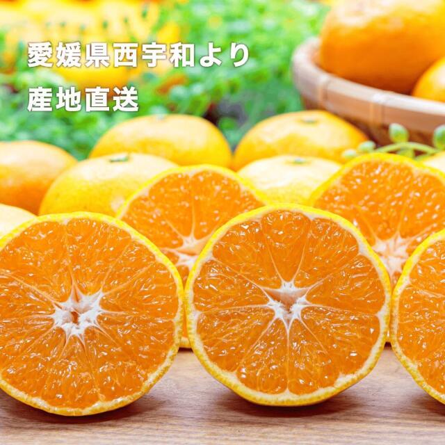 愛媛県西宇和産極早生みかん ファミリー用10kg