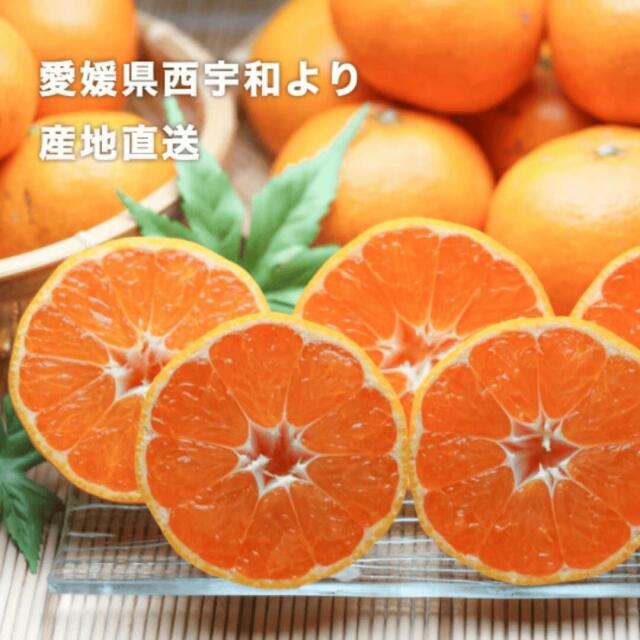 愛媛県西宇和みかんのご予約受付中！ご家庭用から親しい方へのギフトにも