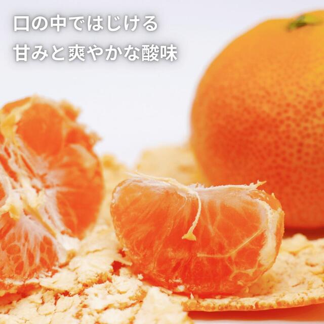 愛媛県西宇和みかんのご予約受付中！ご家庭用から親しい方へのギフトにも