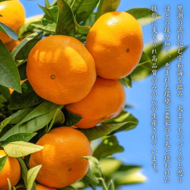 愛媛県西宇和みかんのご予約受付中！ご家庭用から親しい方へのギフトにも