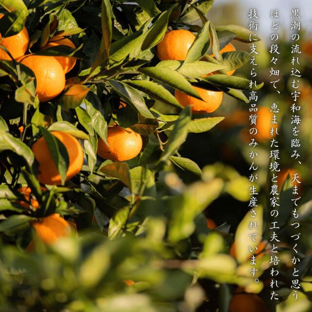 見た目傷あり・大きさ不ぞろいでお値打ち価格の愛媛西宇和産せとか【訳