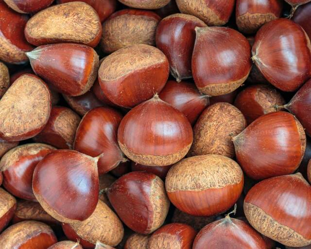 kaokao様専用 生栗 10キロ kaokao様専用 生栗 10キロ 【公式通販】