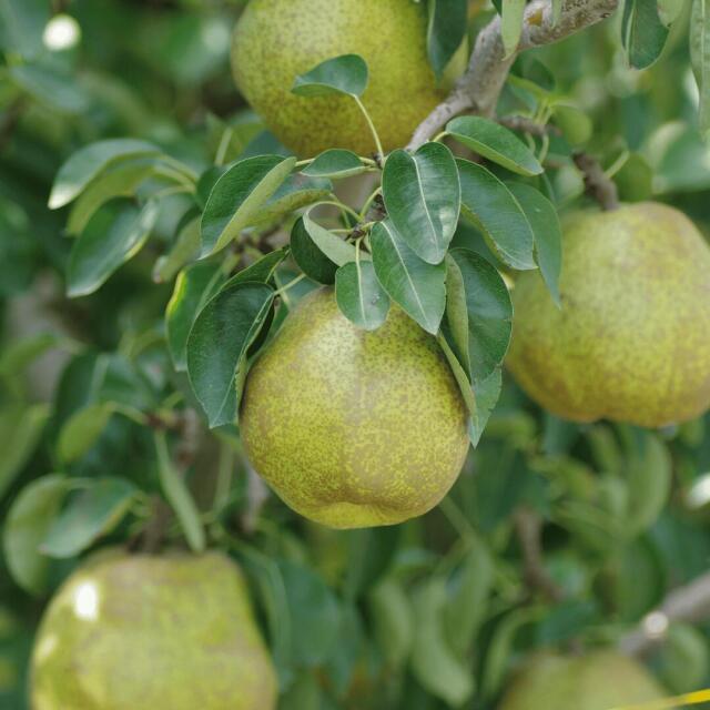 山形産訳ありラフランス