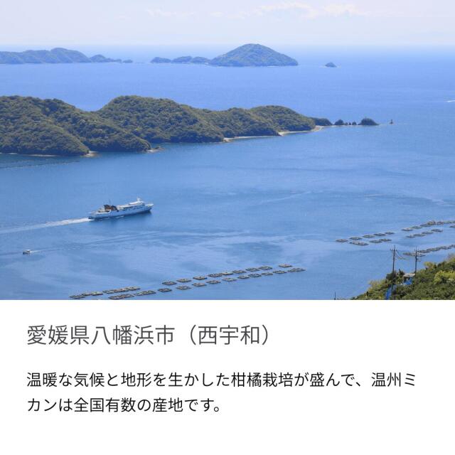 愛媛西宇和みかんの中でも一番人気！お得な訳あり品はご自宅用に
